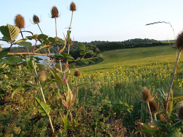 Teasles at Higher Hill overlooking Sand Acre Bay